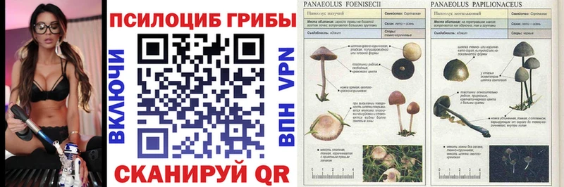 Галлюциногенные грибы Psilocybe Вилючинск
